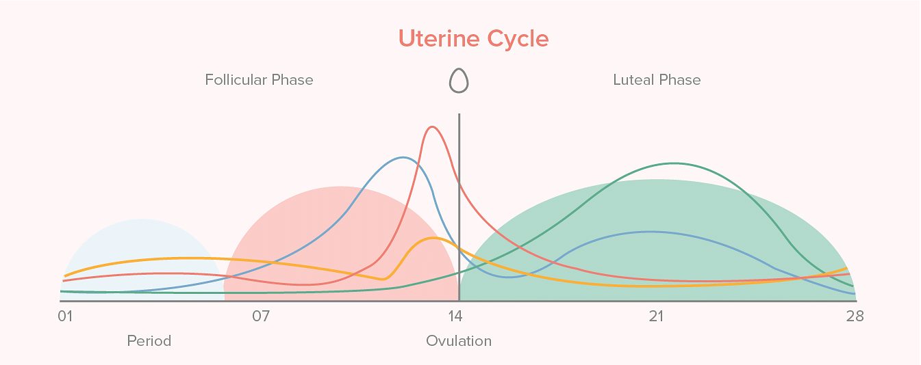 Female reproductive system: Uterine cycle