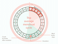 Extended Menstrual Cycle Oligomenorrhea Infrequent Periods Long Cycles 